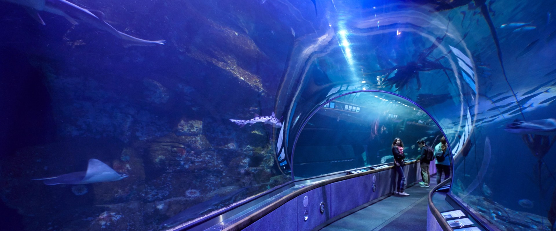 Discover the Best Family-Friendly Zoos and Aquariums in Southern California