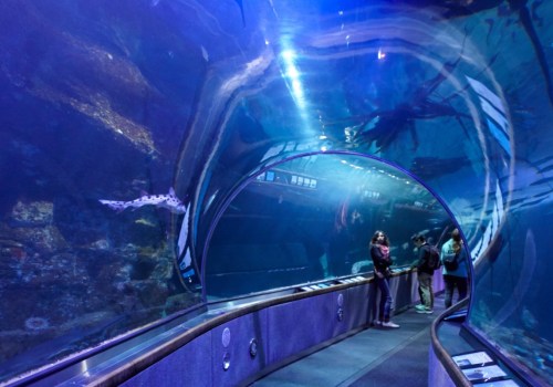 Discover the Best Family-Friendly Zoos and Aquariums in Southern California